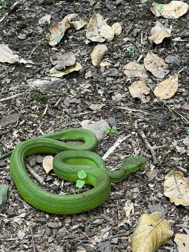 Photo of a Tibetan Pit Viper (Trimeresurus tibetanus)
