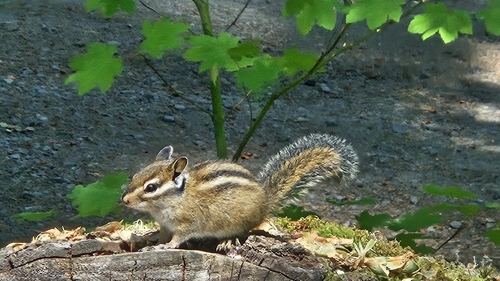 Townsend's Chipmunk observed by rust_bucket