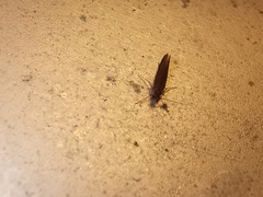 Psychoides verhuella