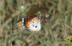 Danaus chrysippus alcippus