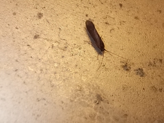 Psychoides verhuella