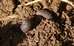 Armadillidium vulgare