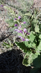 Salvia sclareoides