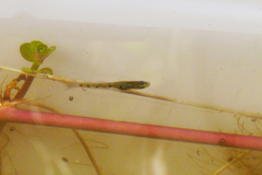 Cnesterodon decemmaculatus