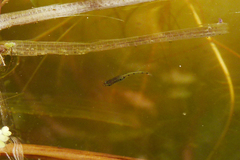 Cnesterodon decemmaculatus