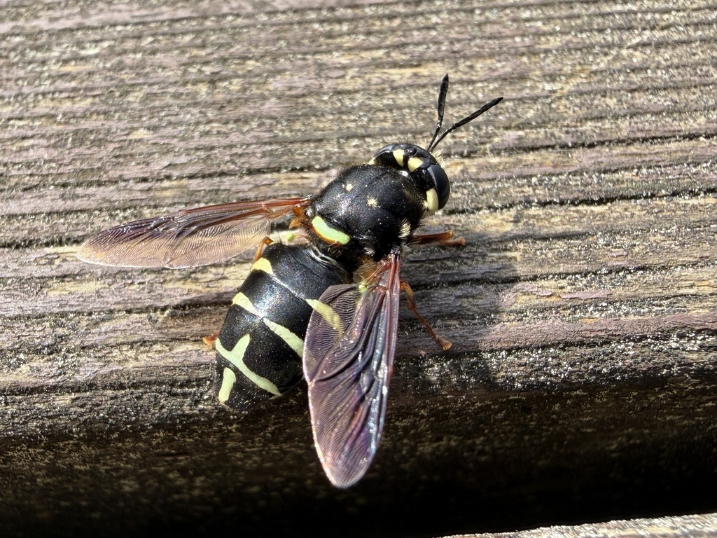 Stratiomys badia