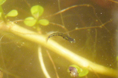 Cnesterodon decemmaculatus