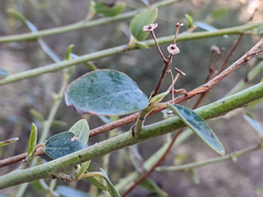Ceanothus integerrimus macrothyrsus