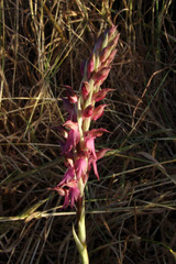 Anacamptis sancta
