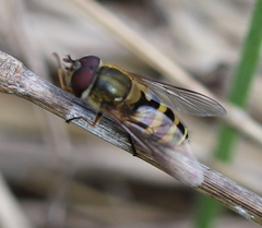 Syrphus torvus