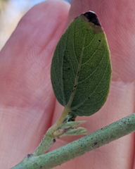 Ceanothus integerrimus macrothyrsus
