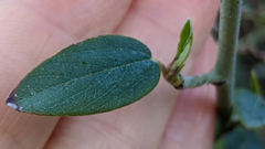 Ceanothus integerrimus macrothyrsus