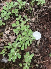 Antennaria virginica