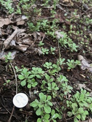 Antennaria virginica