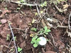 Antennaria virginica