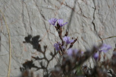 Limonium cancellatum