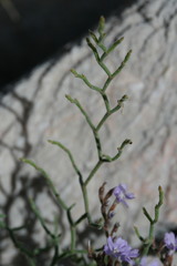 Limonium cancellatum