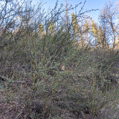 Ceanothus integerrimus macrothyrsus