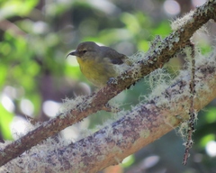 Hemignathus wilsoni