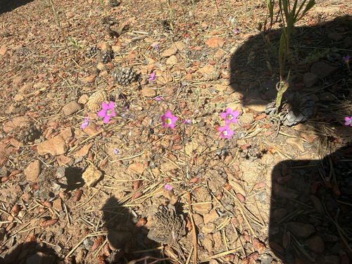 iNaturalist observation photo of Bridges' pincushionplant