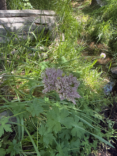 iNaturalist observation photo of Swamp Onion