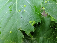 Phytoptus
