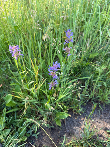 iNaturalist observation photo of Rydberg's Beardtongue