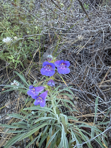 iNaturalist observation photo of Royal Beardtongue