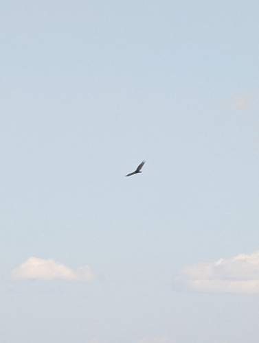 Turkey Vulture