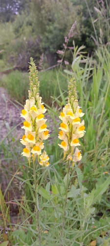 common toadflax