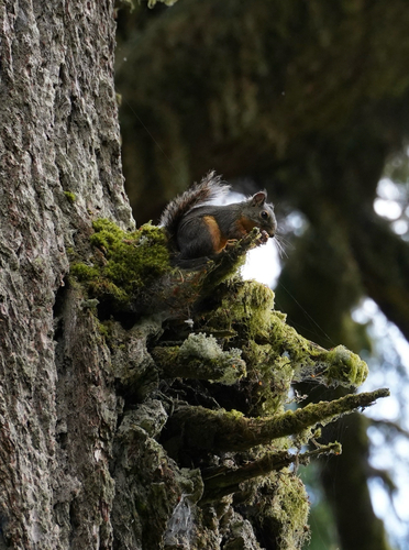 Douglas's Squirrel observed by clearlynotelvis