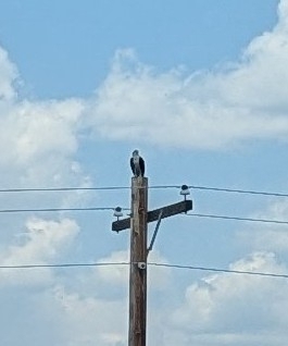 Osprey