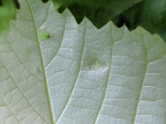 Phytoptus