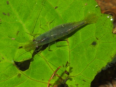 Caridina cantonensis