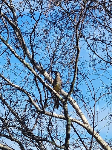 Red Wattlebird