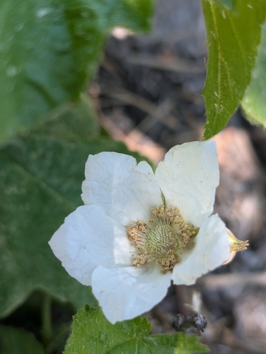 iNaturalist observation photo of thimbleberry