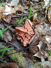 Gyromitra fastigiata