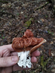 Gyromitra fastigiata