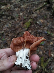 Gyromitra fastigiata