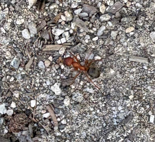iNaturalist observation photo of Formica aserva