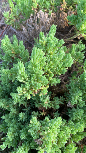 Threlkeldia diffusa