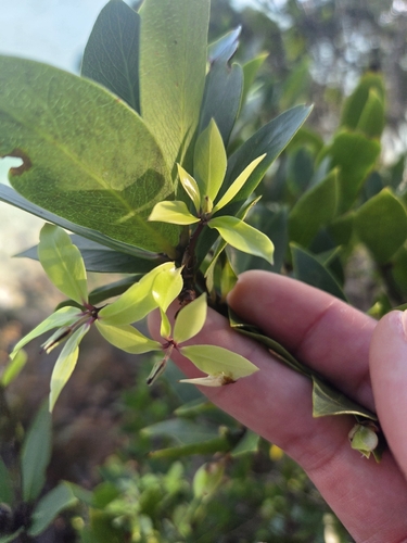 Pittosporum cornifolium, photograph 3