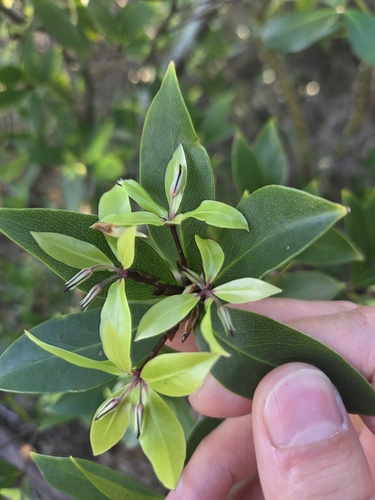 Pittosporum cornifolium, photograph 4