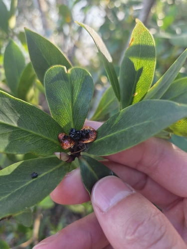 Pittosporum cornifolium, photograph 5