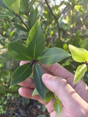 Pittosporum cornifolium, photograph (c) Joel Leong, some rights reserved (CC BY)