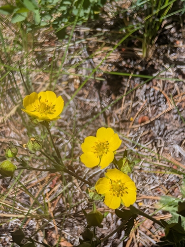 iNaturalist observation photo of slender cinquefoil
