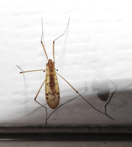 Metalimnobia triocellata photo 4