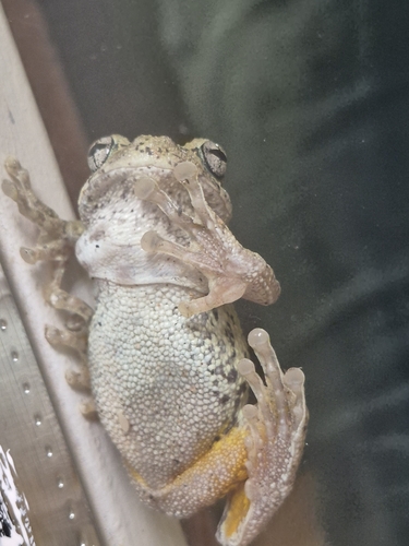 Cope's Gray Tree Frog observed by rjwhitfield