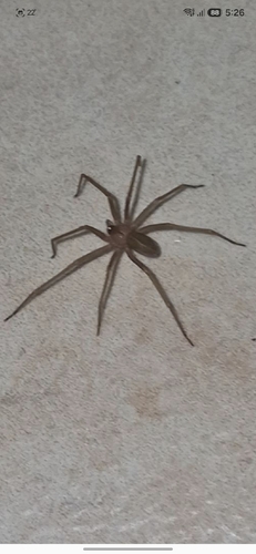 Mediterranean recluse