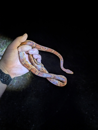 Red Cornsnake observed by leglessfriends